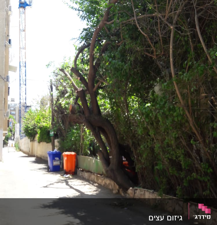 עץ עם ענפים עבים וירוקים לצד שביל